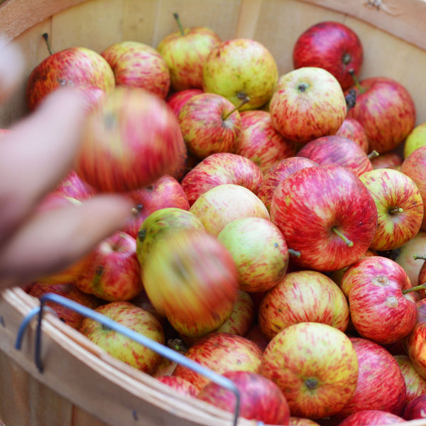 COOKING APPLES - Please Read - 10 pounds